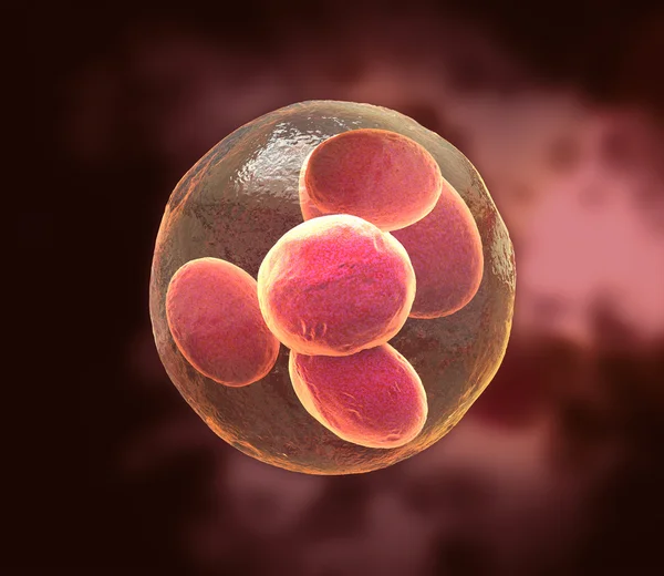 ステージ上の人間の胚 — ストック写真