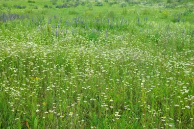 Papatya alan, Bahçe, çiçek.