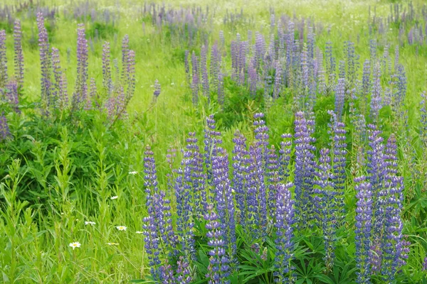 Våren fält, trädgård, blommor. — Stockfoto