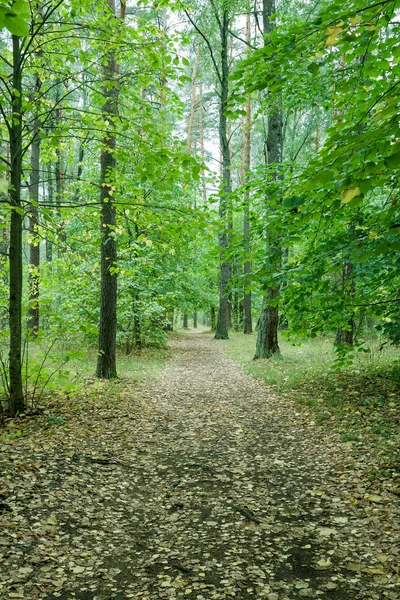 Chemin de randonnée en forêt sauvage, secret . — Photo