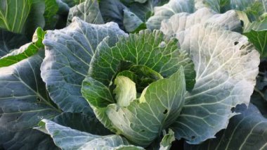 Taze lahana. Çiftlikte lahana yetişiyor..