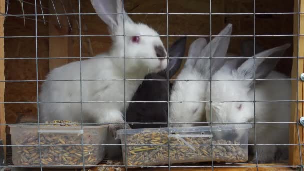 Small cute white and black small rabbits eat. — Stock Video