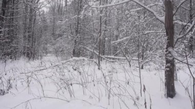 Beyaz taze kar güzel kış ormanlarına düşer. Kaliteli yavaş çekim videosu.