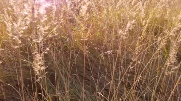 Beau champ d'herbe en plein soleil magique. Herbe sèche. — Video