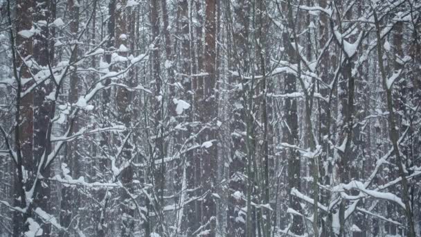 Zimowy krajobraz. Piękny sosnowy las zimowy i spadający śnieg. — Wideo stockowe