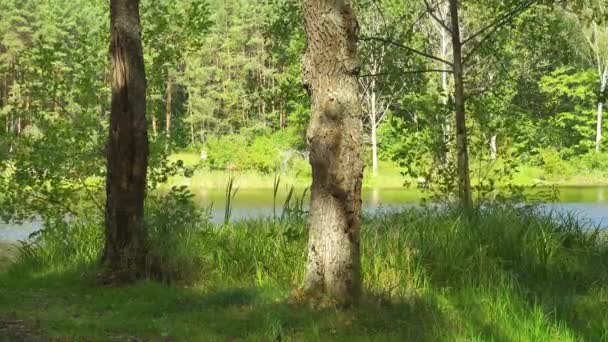 Vacker grön skog och sjö. Lätt vind i vackra träd. — Stockvideo