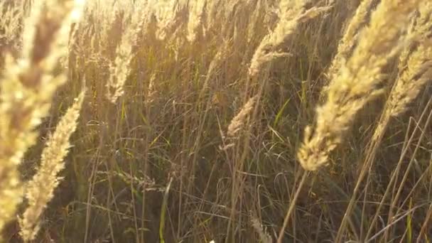Beau champ d'herbe jaune dans la lumière du soleil magique. Tirer avec le curseur. — Video