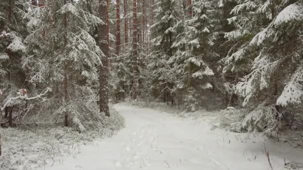 Dolly atirar de bela paisagem de inverno. Branco fresco na floresta de inverno. — Vídeo de Stock