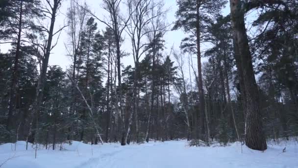 Mouvement lent, chutes de neige dans la belle forêt de pins d'hiver. Neige couverte d'arbres. — Video