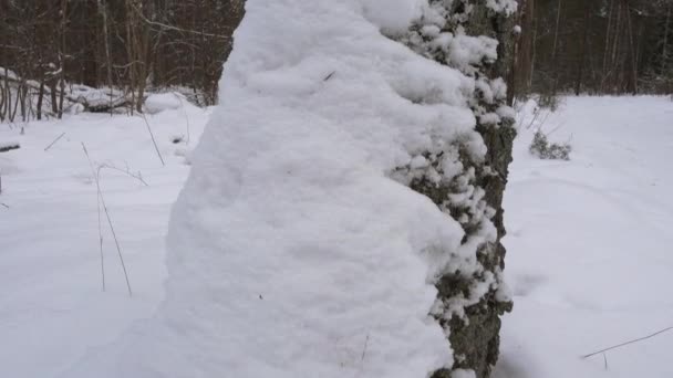 Trunk met verse witte sneeuw. Winterbos. — Stockvideo