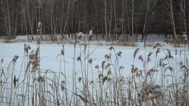 Beau paysage hivernal, herbe sur la côte du lac. — Video