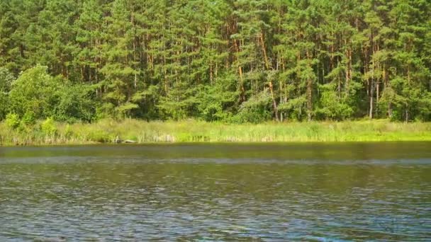 Belle forêt verte et lac. Vent léger sur la surface de l'eau. — Video