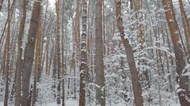 Güzel bir çam ormanı. Kış ormanında taze beyaz kar. Dolly vur..