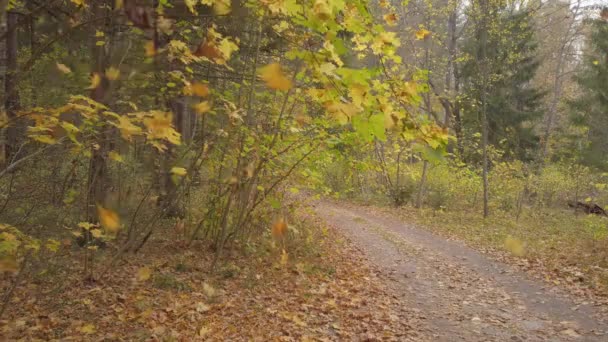 Falling leaves in beautiful wild autumn forest, road covered golden leaves. — Stock Video