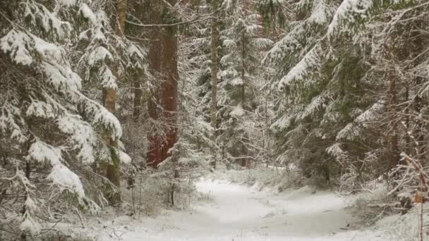 美しい冬の風景、ビデオ対スライダー。冬の森の中の新雪 — ストック動画