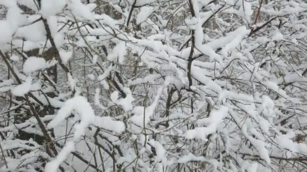 Όμορφο χειμερινό δάσος. Λευκό χιόνι σε κλαδιά και δέντρα. Η κάμερα κινείται επάνω. — Αρχείο Βίντεο