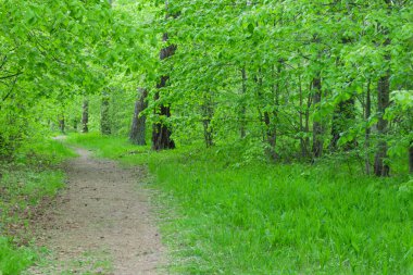 Güzel yeşil orman. Parkın oradaki köy yolunda. Ağaçlar ve çimenler.
