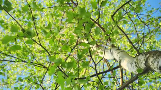 Zielone drzewo i czyste błękitne niebo w piękny słoneczny dzień. — Wideo stockowe