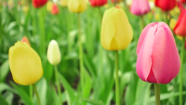 Hermosos tulipanes en viento ligero brisa. — Vídeo de stock