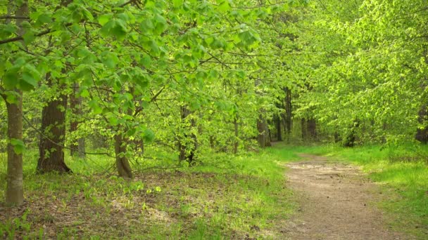 Lätt vind i vacker skog på solig dag. — Stockvideo