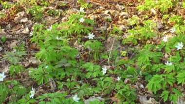Hafif rüzgârda güzel kar damlaları..