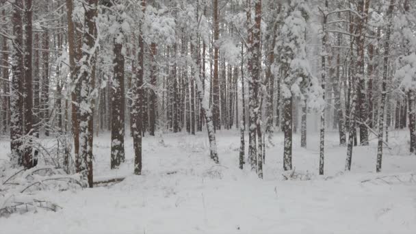 Gyönyörű téli erdő. Hó hullik az ágakról, — Stock videók