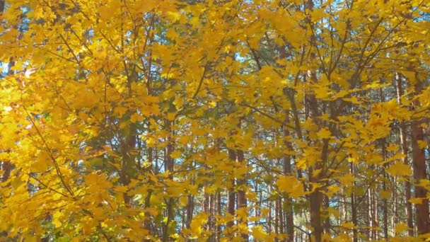 Belle forêt d'automne. Feuilles d'érable dorées dans un vent léger. — Video