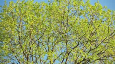 Güzel yeşil ağaç ve mavi gökyüzü tacı.