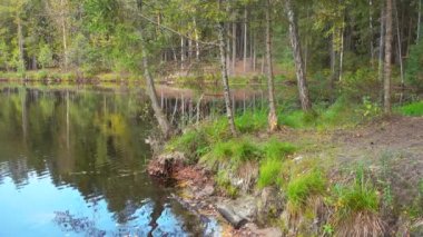 Sakin gölü olan güzel vahşi orman.