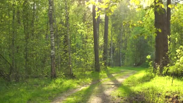 Belos bosques verdes no dia ensolarado. Estrada rural através da floresta. — Vídeo de Stock