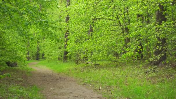 Prachtige groene bossen. Landweg door bos. — Stockvideo