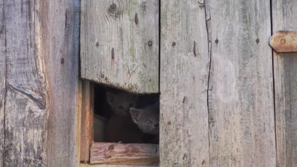 Pequeños gatitos mirando, su primera mirada. — Vídeo de stock