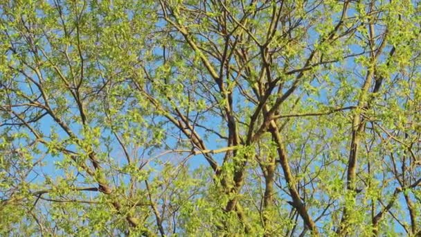 Корона из красивого зеленого дерева и голубого неба. Ветви и свежие зеленые листья. — стоковое видео