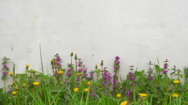 Красиві квіти і зелена трава біля білої стіни . — стокове відео