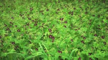 Güzel çiçek çayırı, yeşil çimenler ve rüzgardaki çiçekler..