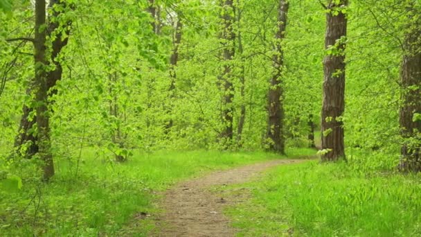 Beaux bois verts. Vent léger dans le feuillage. — Video