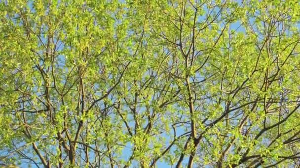 Vackert grönt träd och blå himmel. Lätt vind i löv. — Stockvideo
