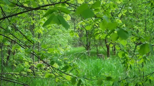 Bela floresta verde, vento leve nas árvores. — Vídeo de Stock