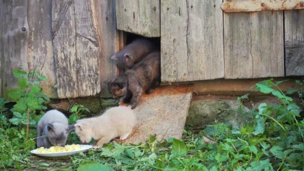 Kleine kittens eten bij een schuur voor het eerst na de geboorte. — Stockvideo