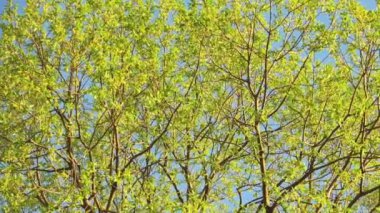 Güzel yeşil ağaç ve gökyüzü.