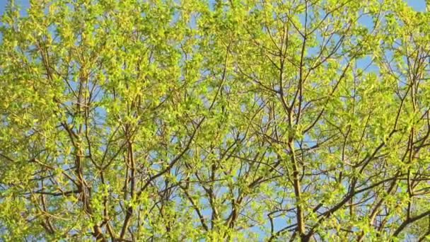 Bel arbre vert et ciel. — Video
