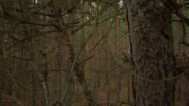 Güzel bir çam ağacının sisli ormanında sabah. 