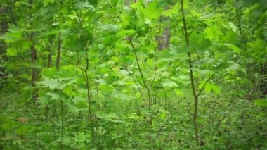 Rüzgarın üzerindeki yeşil akçaağaç ağaçlarının güzel yavaş çekim videosu.