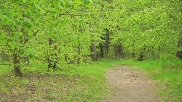 Piękne zielone lasy w słoneczny dzień. Krajobraz wiosenny lub letni. — Wideo stockowe