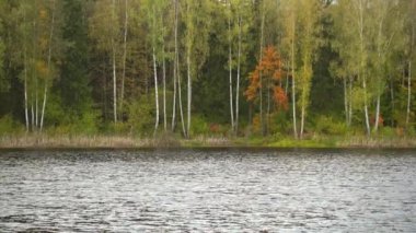  Güzel orman gölü. Vahşi doğada sonbaharın başlarında.