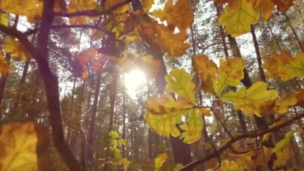 Gyönyörű őszi arany tölgyfa levelek napfényben. Színes őszi lombok. — Stock videók