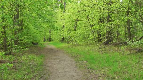 Schöne grüne Wälder. Frühlings- oder Sommerlandschaft. — Stockvideo