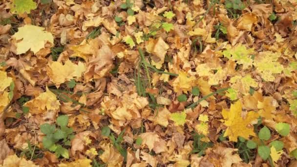 Krásné barevné podzimní listí. Žluté padající listí na zemi. — Stock video