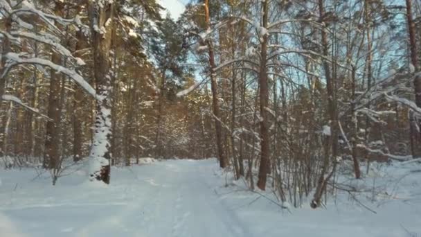 Prachtig winterbos op zonnige dag. Landweg. — Stockvideo