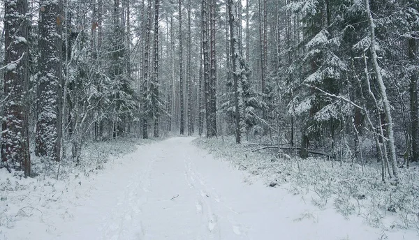 美丽的雪地森林。冬天的森林. — 图库照片